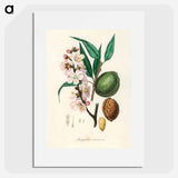 アートポスター-Amygdalus communis Illustration
 - 薬用植物学 Poster.
