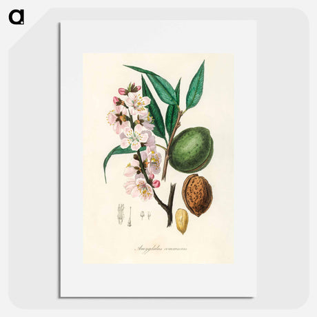 アートポスター-Amygdalus communis Illustration
 - 薬用植物学 Poster.