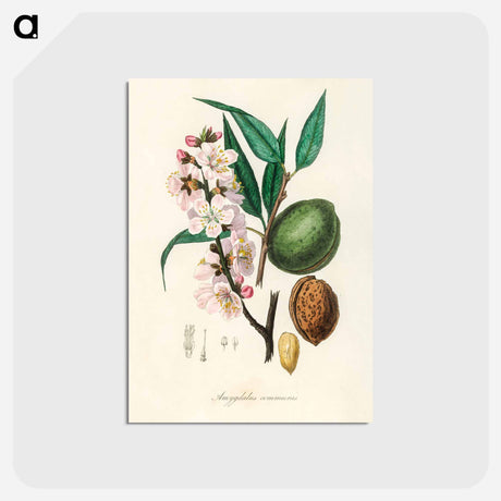 アートポストカード-Amygdalus communis Illustration
 - 薬用植物学 Postcard.