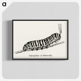 1-21_Moths-and-Butterflies-of-the-United-States_blk-crop