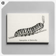 1-21_Moths-and-Butterflies-of-the-United-States_canvas
