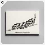 1-21_Moths-and-Butterflies-of-the-United-States_canvas