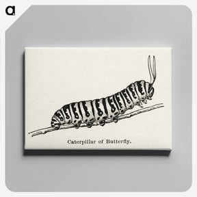 1-21_Moths-and-Butterflies-of-the-United-States_canvas