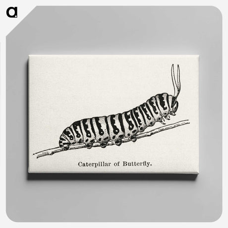 1-21_Moths-and-Butterflies-of-the-United-States_canvas