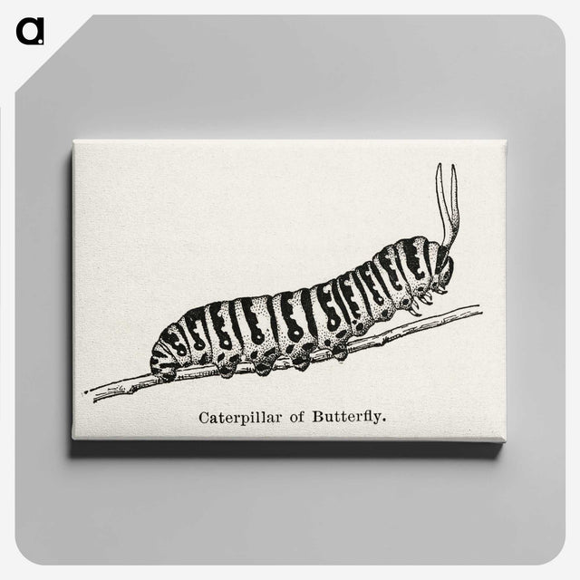 1-21_Moths-and-Butterflies-of-the-United-States_canvas