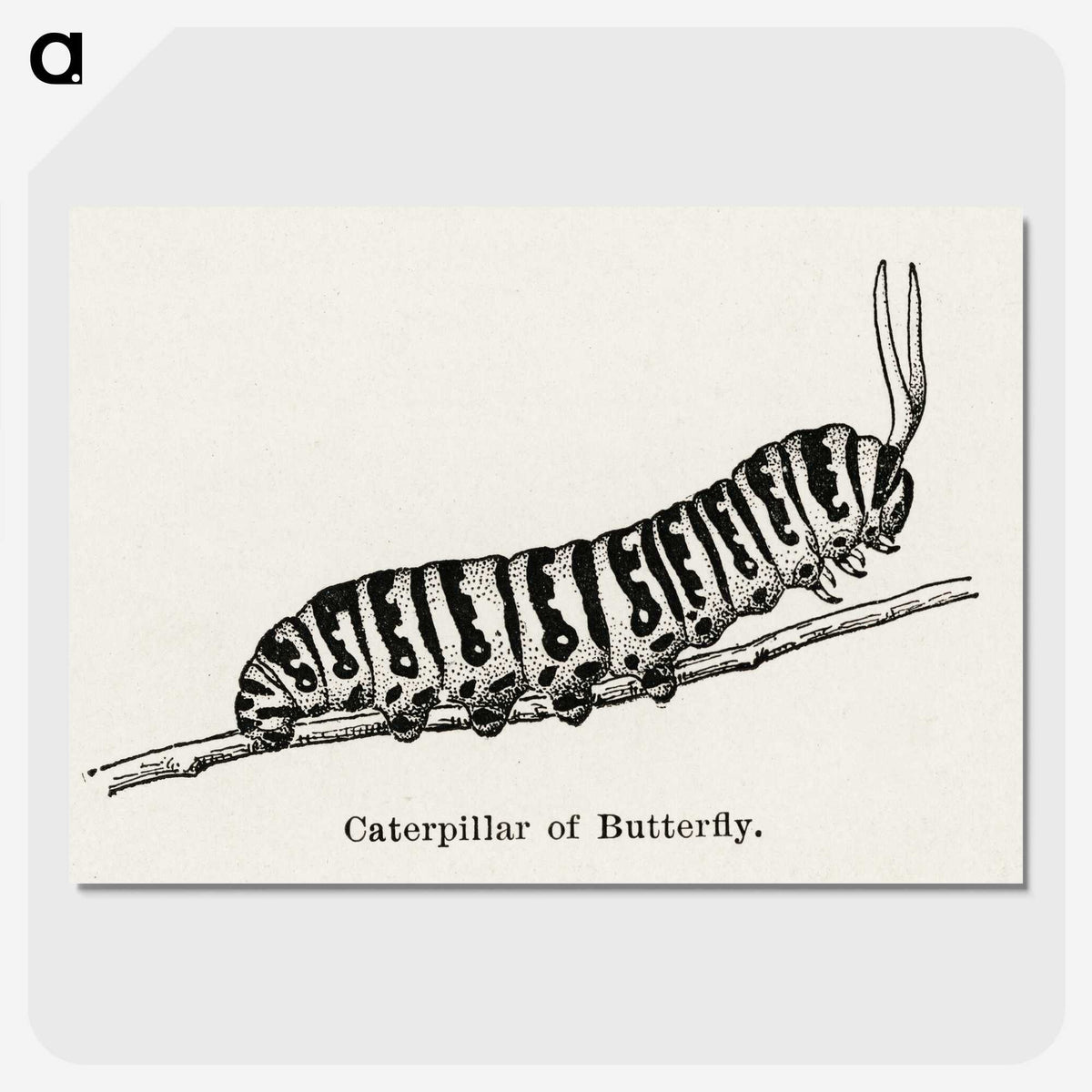 1-21_Moths-and-Butterflies-of-the-United-States_picture-crop