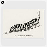 1-21_Moths-and-Butterflies-of-the-United-States_picture-crop