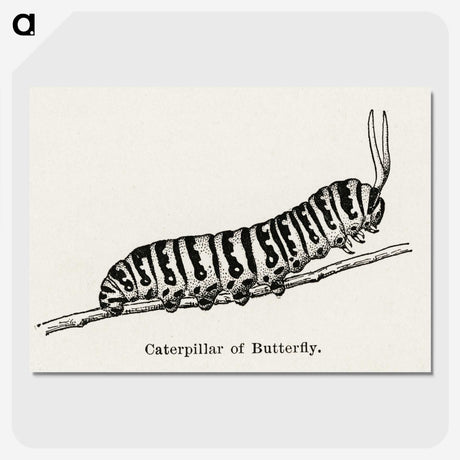 1-21_Moths-and-Butterflies-of-the-United-States_picture-crop