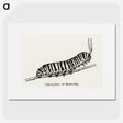1-21_Moths-and-Butterflies-of-the-United-States_picture