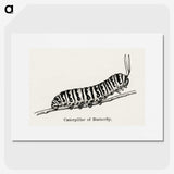 1-21_Moths-and-Butterflies-of-the-United-States_picture
