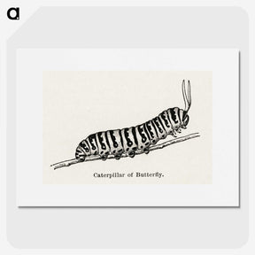 1-21_Moths-and-Butterflies-of-the-United-States_picture