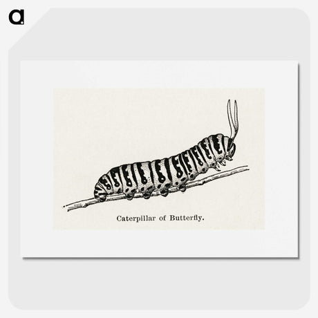 1-21_Moths-and-Butterflies-of-the-United-States_picture