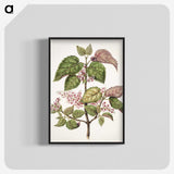 1-21_Native-Flowering-Plants-of-New-Zealand_blk-crop