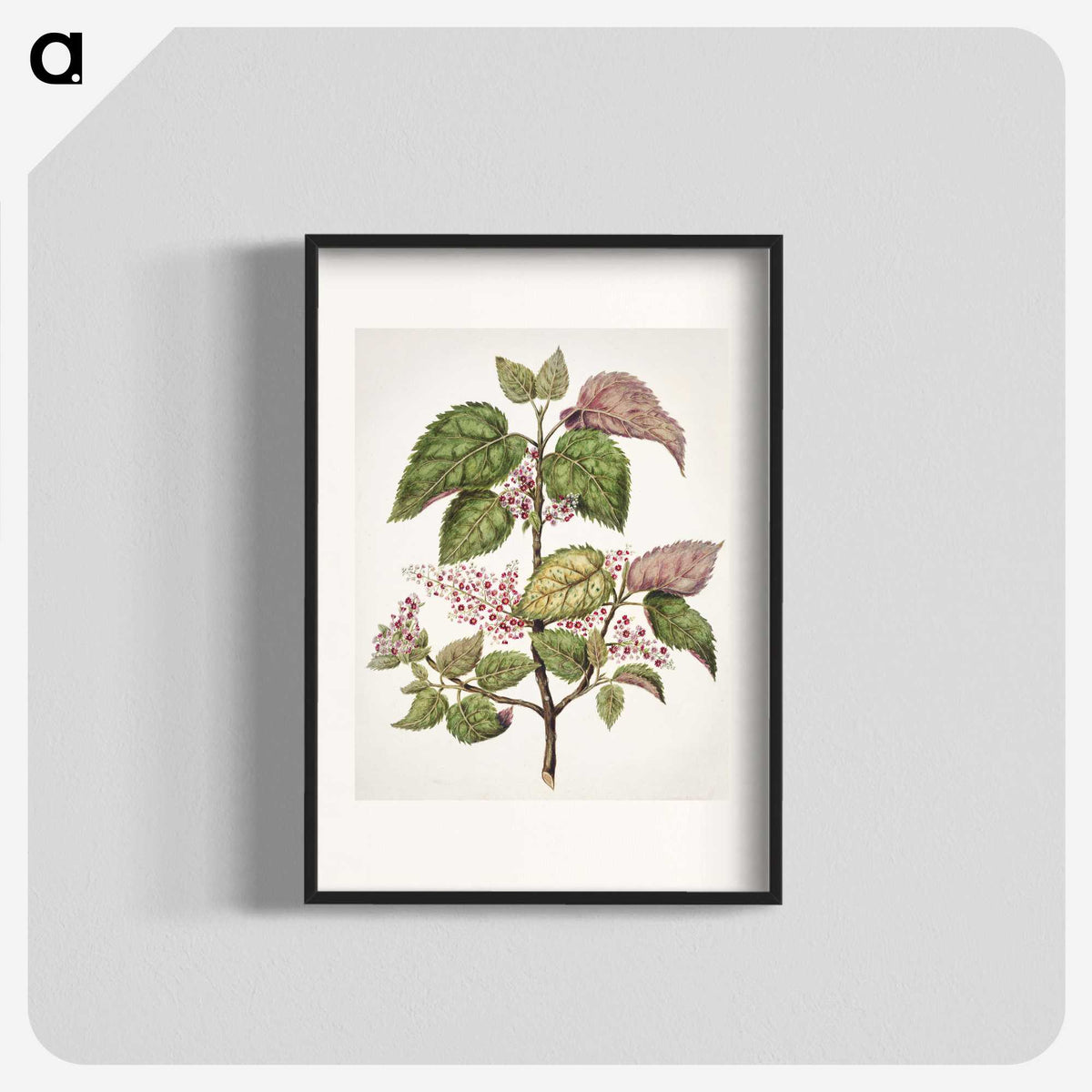 1-21_Native-Flowering-Plants-of-New-Zealand_blk