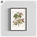 1-21_Native-Flowering-Plants-of-New-Zealand_blk