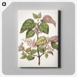 1-21_Native-Flowering-Plants-of-New-Zealand_canvas