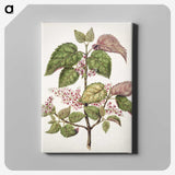 1-21_Native-Flowering-Plants-of-New-Zealand_canvas