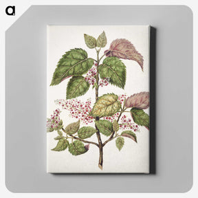 1-21_Native-Flowering-Plants-of-New-Zealand_canvas