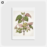 1-21_Native-Flowering-Plants-of-New-Zealand_hagaki