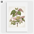 1-21_Native-Flowering-Plants-of-New-Zealand_picture