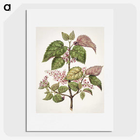 1-21_Native-Flowering-Plants-of-New-Zealand_picture