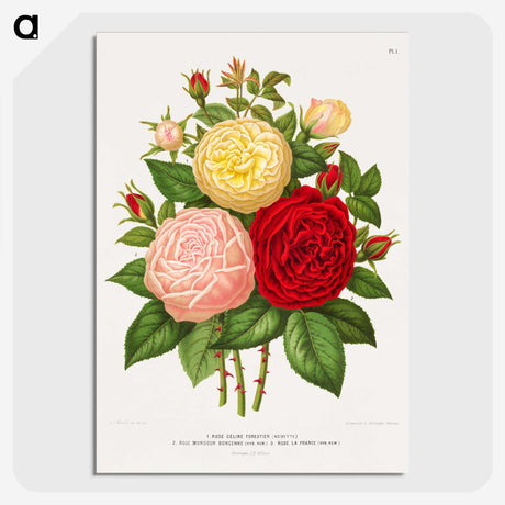 1-21_Nederlandsche-Flora-en-Pomona_picture-crop