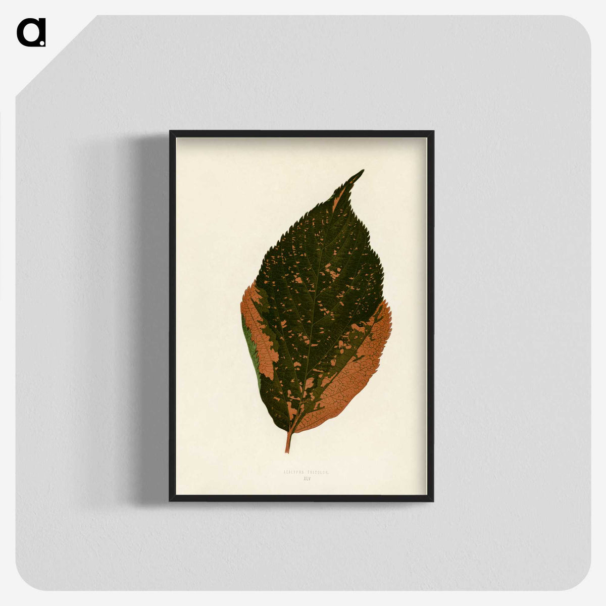1-21_New-and-Rare-Beautiful-Leaved-Plants_blk-crop