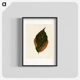 1-21_New-and-Rare-Beautiful-Leaved-Plants_blk