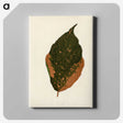 1-21_New-and-Rare-Beautiful-Leaved-Plants_canvas