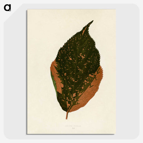 1-21_New-and-Rare-Beautiful-Leaved-Plants_picture-crop