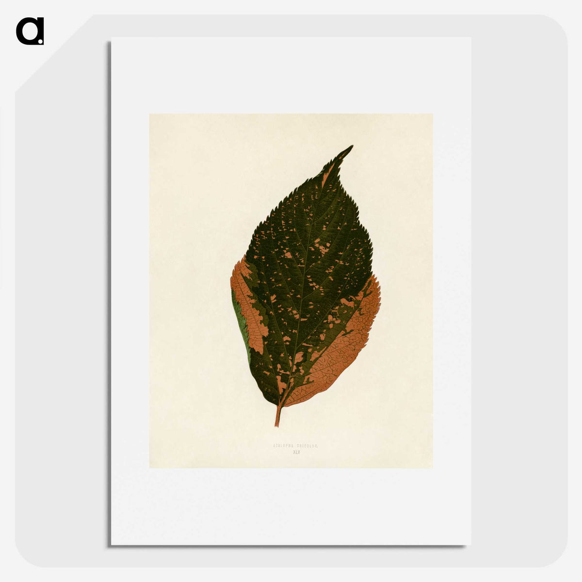 1-21_New-and-Rare-Beautiful-Leaved-Plants_picture