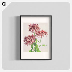 アートポスター-Three Pink Chrysanthemum - 小川 一正 Poster.
