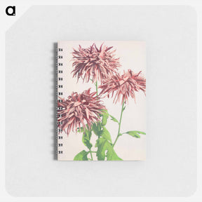 アートメモ帳-Three Pink Chrysanthemum - 小川 一正 Memo.