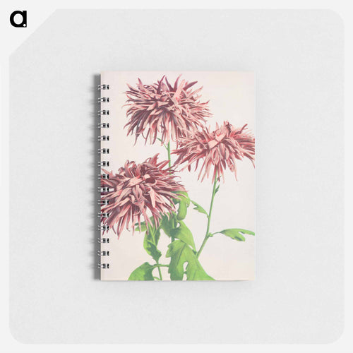 Three Pink Chrysanthemum - Kazumasa Ogawa Memo.