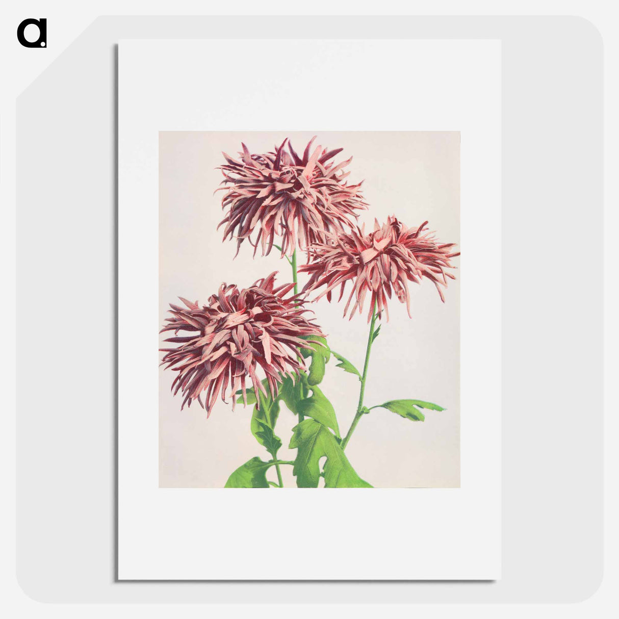 Three Pink Chrysanthemum - Kazumasa Ogawa Poster.