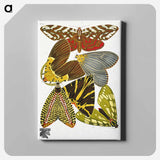 アートパネル-Vintage Butterflies
 - パピヨン Canvas.