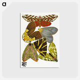 アートポストカード-Vintage Butterflies
 - パピヨン Postcard.