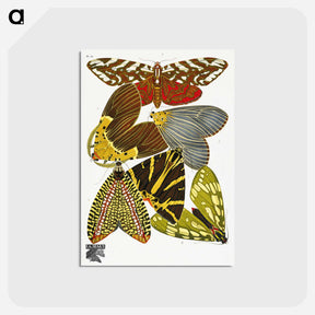 アートポストカード-Vintage Butterflies
 - パピヨン Postcard.