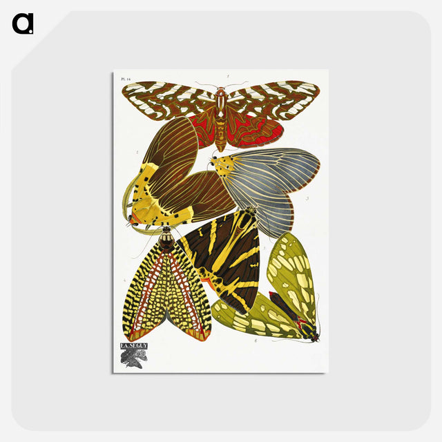 アートポストカード-Vintage Butterflies
 - パピヨン Postcard.