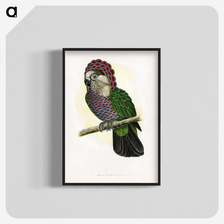 1-21_Parrots-in-Captivity_blk-crop