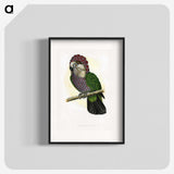1-21_Parrots-in-Captivity_blk