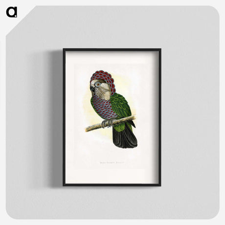 1-21_Parrots-in-Captivity_blk