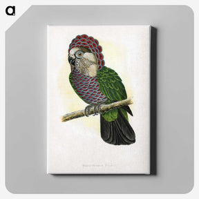 1-21_Parrots-in-Captivity_canvas