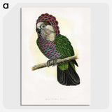 1-21_Parrots-in-Captivity_picture-crop