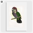 1-21_Parrots-in-Captivity_picture