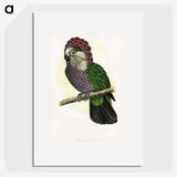 1-21_Parrots-in-Captivity_picture