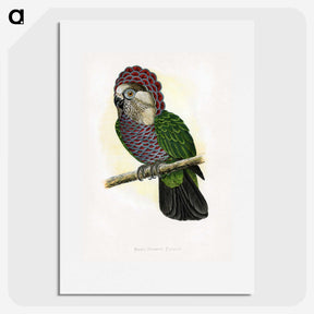 1-21_Parrots-in-Captivity_picture