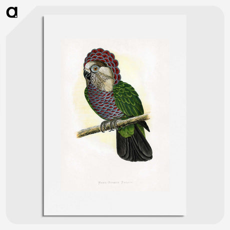 1-21_Parrots-in-Captivity_picture