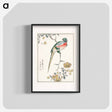 アートポスター-Macaw and Drooping Peach
 - 鳥類図鑑 Poster.
