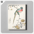 アートパネル-Macaw and Drooping Peach
 - 鳥類図鑑 Canvas.
